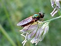 Chloromyia formosa