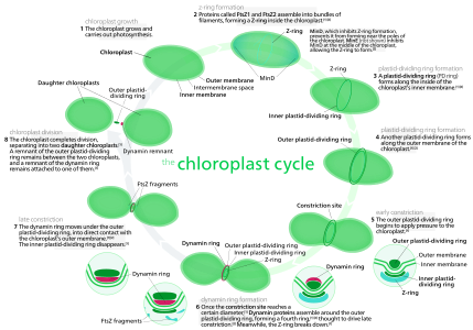 Diagram of chloroplast division