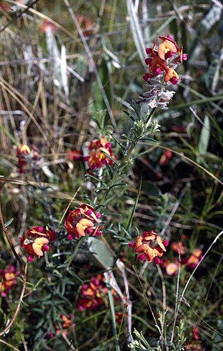 <i>Chorizema cytisoides</i> Species of legume