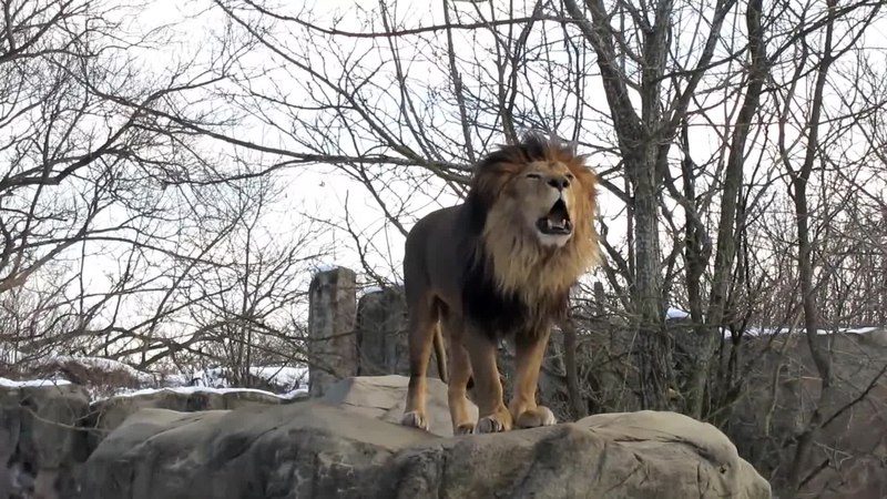 Lions Roar Sound Effects, Why do lions roar?