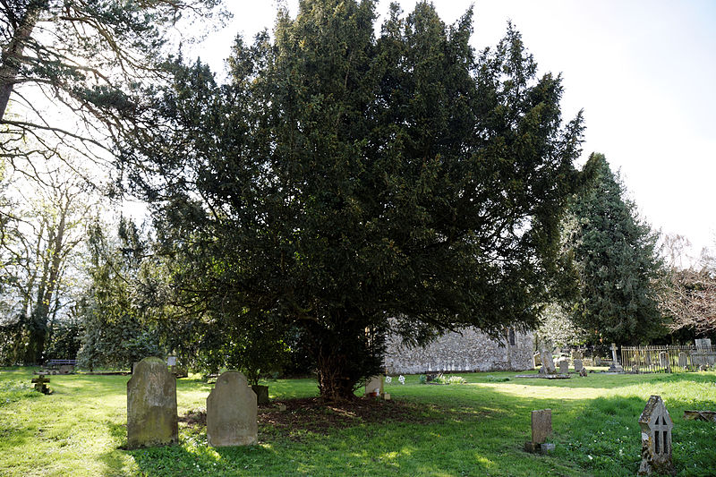 File:Church of St Mary and St Christopher, Panfield - churchyard yew tree.jpg