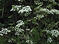 Thumbnail for Cicuta maculata