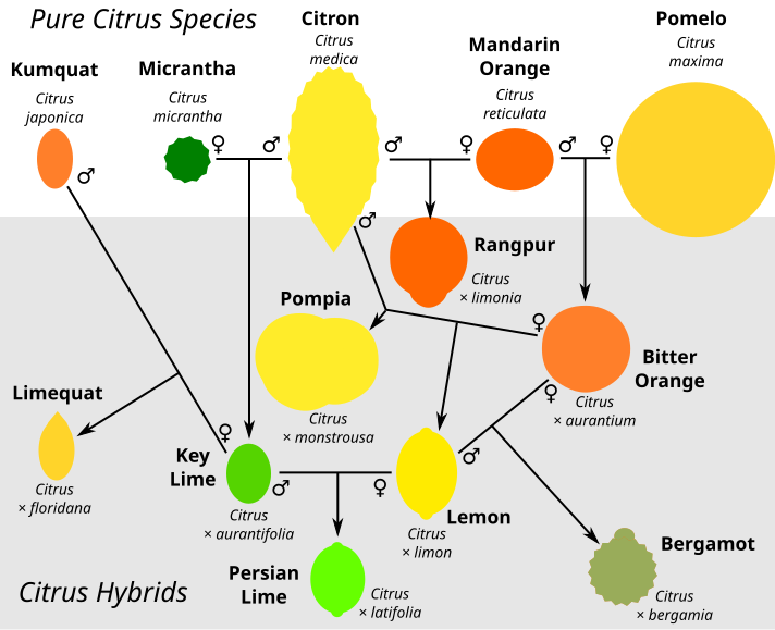 File:Citrus hybrids.svg