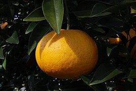 (Citrus kawanonatsudaidai) (Citrus × natsudaidai) (Natsumikan / Amanatsu)