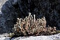 Cladonia squamosa