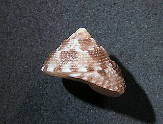 <i>Clanculus brunneus</i> Species of gastropod