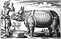 Panzernashorn Clara; Stich von Elias Baeck (1746)