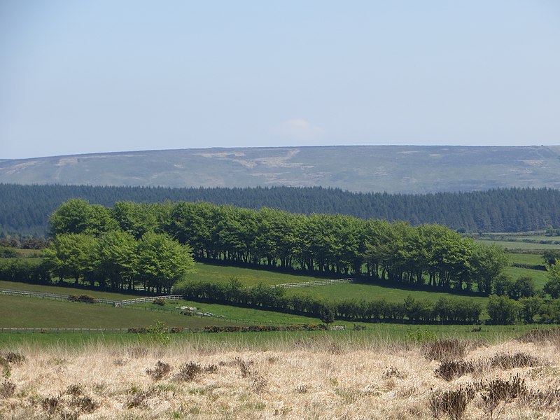 File:Close to Bellever Forest - May 2012 - panoramio (1).jpg