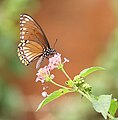 * Nomination Close wing posture Nectaring of Papilio clytia Linnaeus, 1758 - Common Mime (Form- clytia). --Sandipoutsider 04:43, 27 August 2023 (UTC) * Promotion  Support Good quality.--Famberhorst 05:56, 27 August 2023 (UTC)