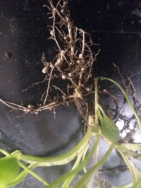 File:Clover root nodules.jpg