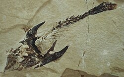 Coccodus insignis.JPG