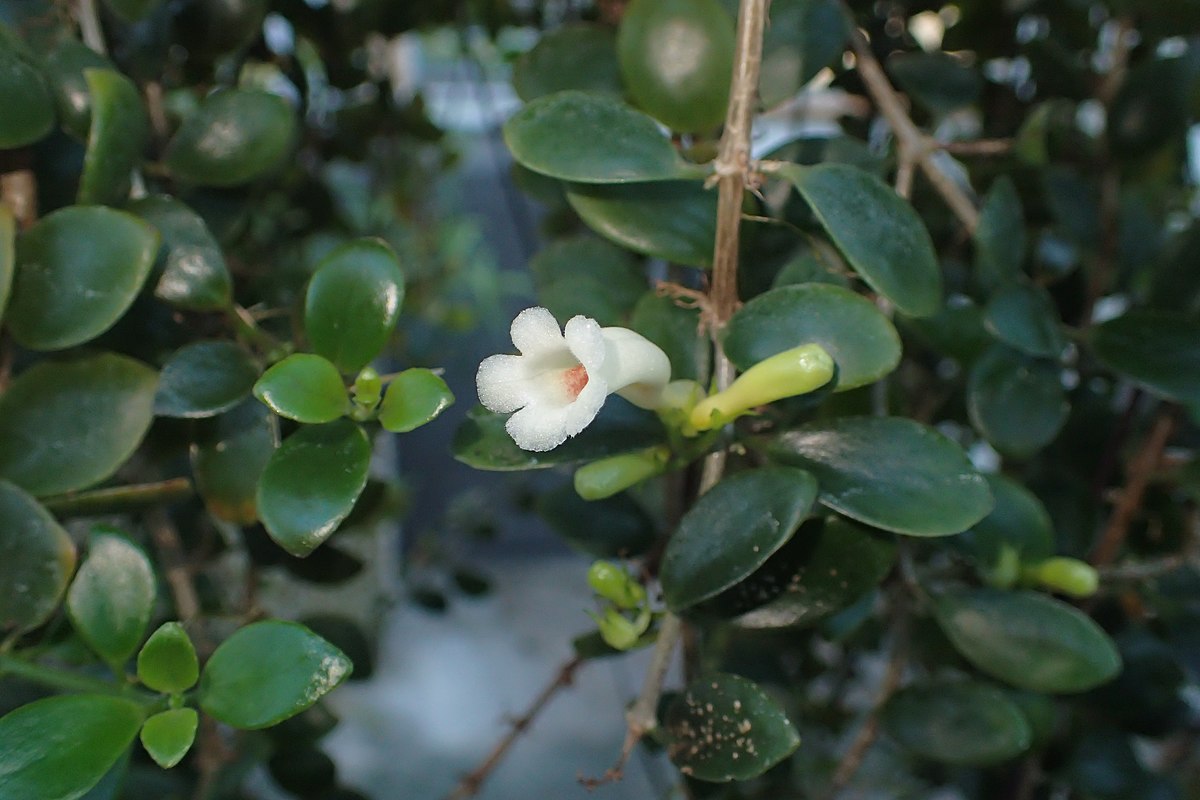 Кодонанта элегантная (Codonanthe elegans)