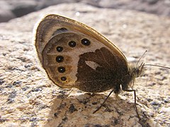 Description de l'image Coenonympha vaucheri 2332681.jpg.