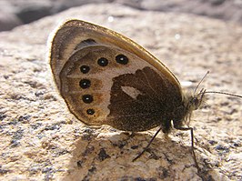 Coenonympha vaucheri