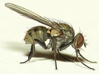 <i>Coenosia humilis</i> Species of fly