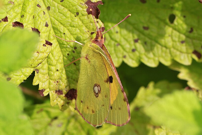 File:Colias crocea mimetizzata.JPG