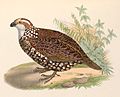   In Iconographie ornithologique, by Marc Athanase Parfait Œillet Des Murs (1804-1878)