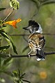 Collared Antshrike