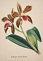 Cattleya bicolor aquarell in: Collection d'orchidées, (1850-1870)