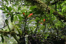 Columnea-glabra.jpg