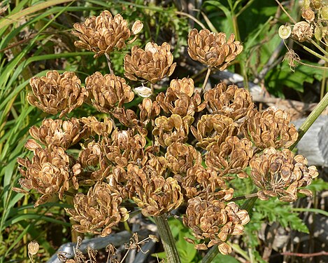 Hogweed (Heracleum sp.)