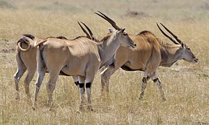 Eland