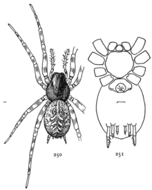 Umumiy o'rgimchaklar AQSh 250-1.png