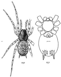 <i>Neoantistea agilis</i> species of arachnid