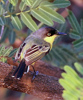 Common tody-flycatcher species of bird