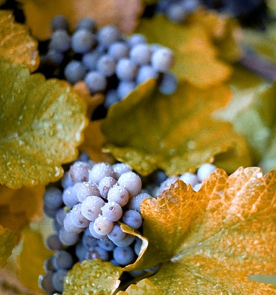 File:ConcordGrapes.jpg