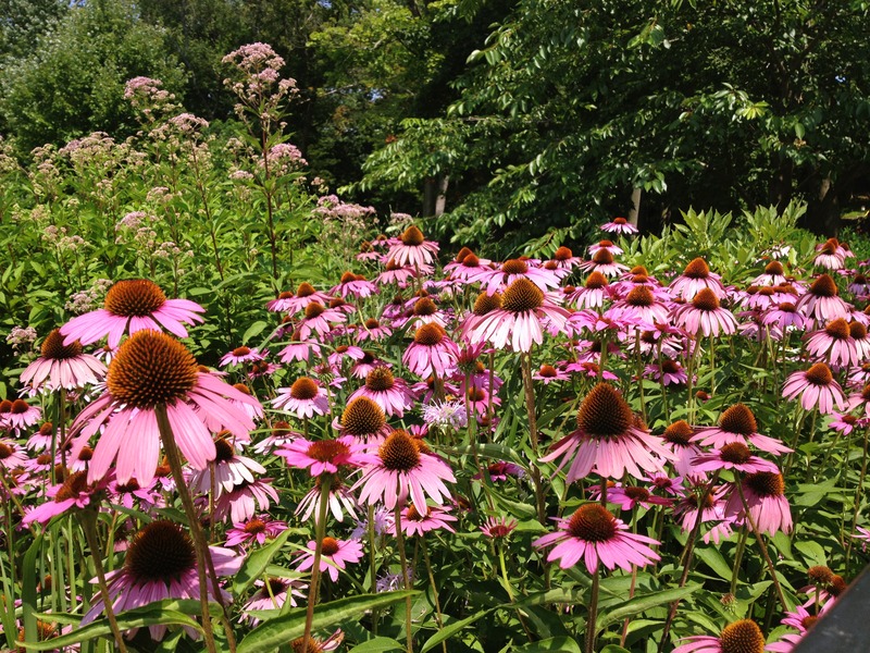 File:Coneflowers Echinacea purpurea New York.tif