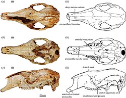 Congruus kitcheneri skull.jpg