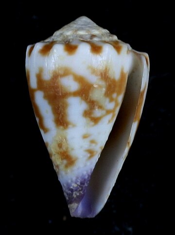 Conus nux