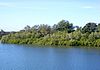 mangroves in a river