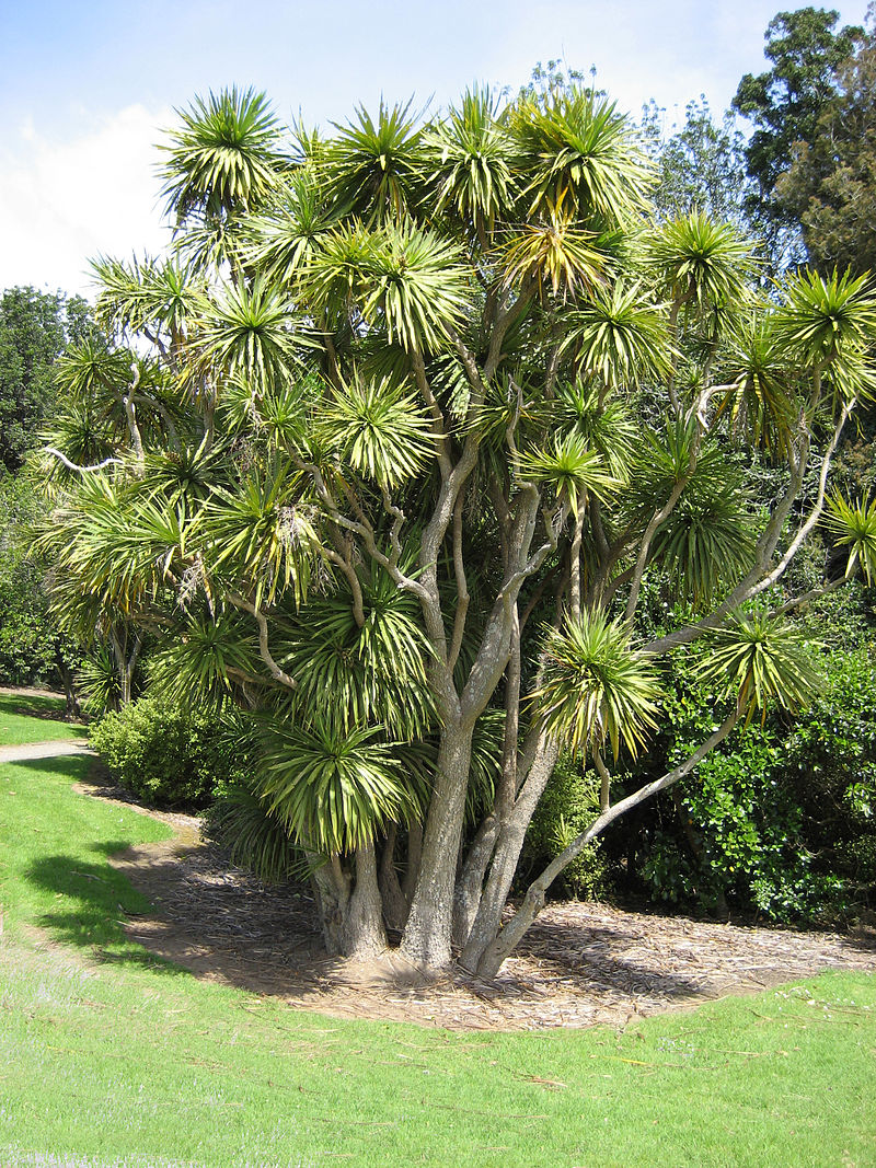 800px-CordylineAustralis.jpg