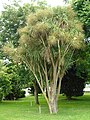 Cordyline australis Cordiline ou drácena