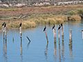 Cormoranes en el margen del río Guadalquivir.