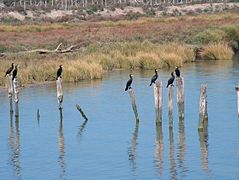 Cormoranes en el margen del río Guadalquivir