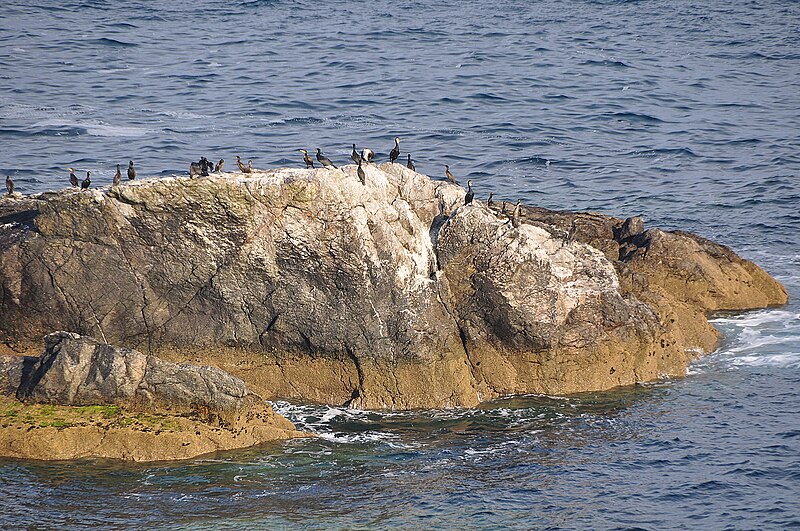 File:Cornwall , Shag Rock - geograph.org.uk - 4601820.jpg