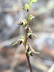 Corunastylis clivicola.jpg