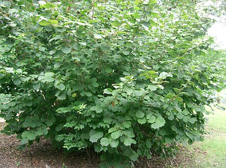 Tập_tin:Corylus_heterophylla_var_thunbergi2.jpg