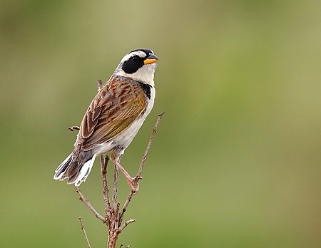 Coryphaspiza melanotis