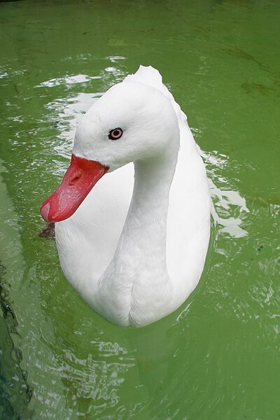 File:Coscoroba Swan - Berlin Zoo.jpg