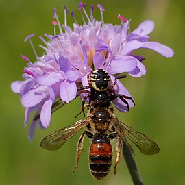 Synema globosum et Andrena hattorfiana