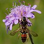 Miniatuur voor Bestand:Crab spider with bee prey (Andrena sp.), Romania (34641704253) (cropped).jpg