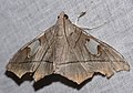 Crambid Moth (Pastranaia tumidifrons) (26916521509).jpg