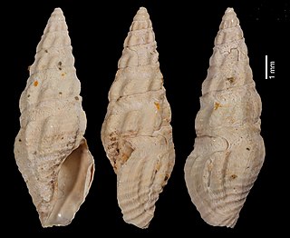 <i>Crassispira daguini</i> Extinct species of gastropod