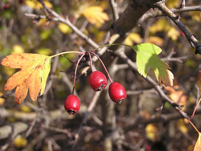 File:Crataegus monogyna.jpg