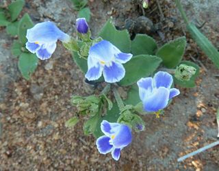 <i>Craterostigma</i> Genus of Linderniaceae plants