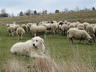 Un berger de Maremme et Abruzzes gardant un troupeau de moutons. (définition réelle 2 592 × 1 944)